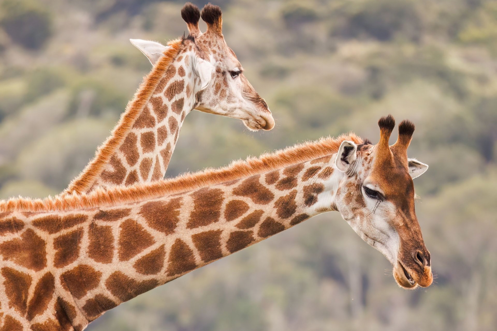 Animal Communication & Animal Sprit Guide